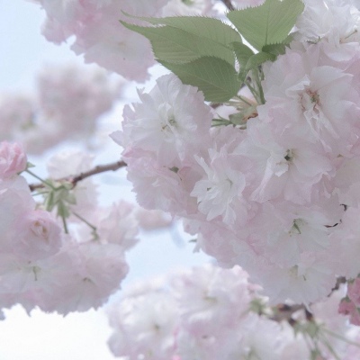 兽设节日场景设计福瑞群